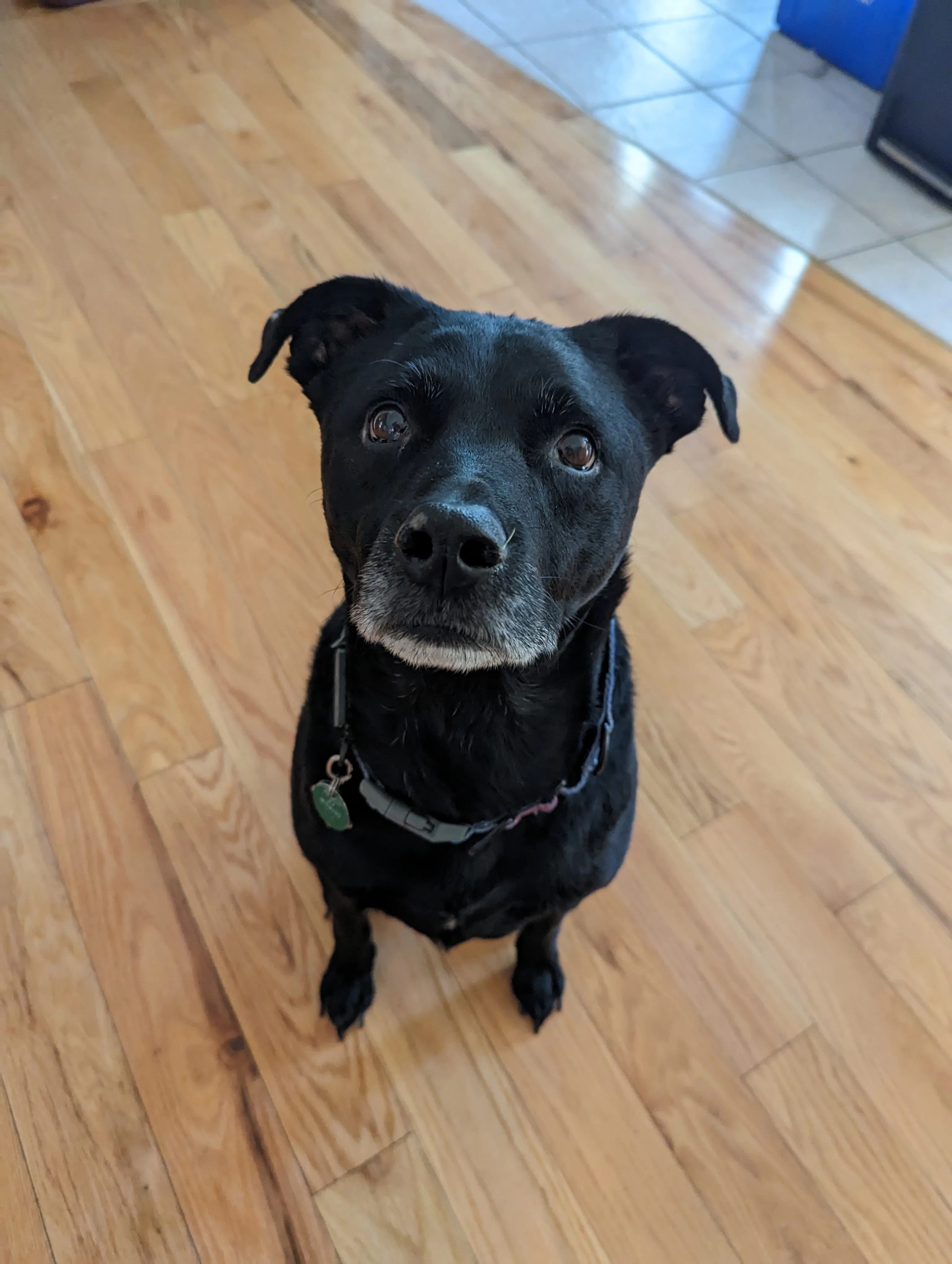Jodi's dog 1
