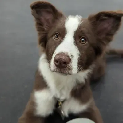 Pup 2