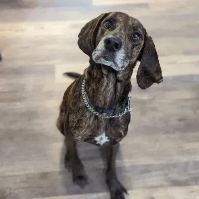 Pup 5